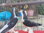 Black Lahori Chick