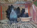 Black Lokkha Runing Pair