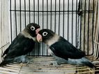 Black Mask love bird pair