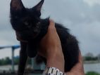 black mix breed cat