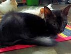 Black Mix Calico Cat