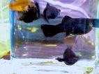 Black Molly, Molly Fish ,aquariyum