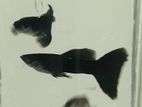 Black moscow guppy