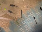 Black Moscow guppy