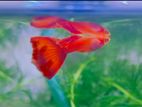Black Moscow Guppy