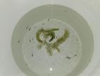 Black Moscow Guppy Fry