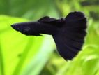Black Mosko Gappy