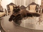 Black Persian Cat Double Coated