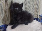 Black Persian Cat Kitten