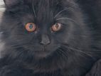 black Persian