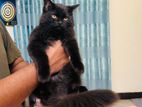 Black Persian Male Cat (3 months)