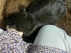 Black Persian Male Cat