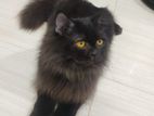 Black persian male cat