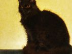 Black Persian Male Cat (read the post)