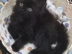black persian male kitten