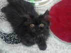 Black Persian Male Kitten