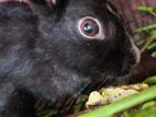 Black Rabit