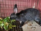 Black Rabit