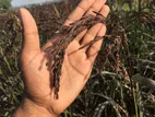 Black Rice Seeds 2kg
