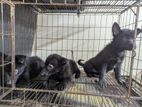 Black shepherd Puppies