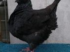 black show king female