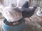 Black show king running pair
