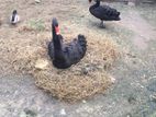 Black Swan pair