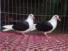 Black Velvet Shield Baby Pair