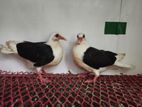 Black Velvet Shield Baby Pair