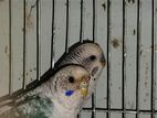 Black Wing Budgerigar Pair