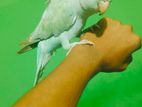 blu ringneck