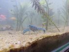 Blue and Red Lobster/Cray Fish
