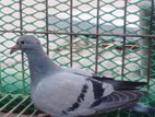 Blue Bar Racing Pigeon
