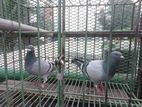 Blue Bar Racing Pigeon