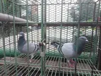 Blue Bar Racing Pigeon