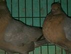 blue bird spen jail kabootar