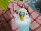 blue Budgerigar (Adult) (male)