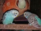 Blue Budgerigar/Bajrigar ( Parakeet )