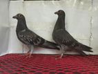 Blue Check Dragoon Baby Pair