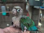 Blue Conure Baby
