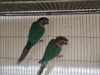 Blue Conure ব্লু কনুর