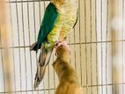 Blue Conure for sell