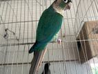 Blue Conure