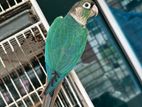 Blue Conure