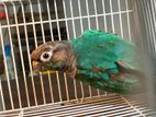 Blue Conure Male