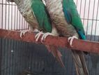 Blue Conure Pair কনুর