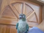 Blue Conure Tame Bird