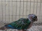 Blue Conure Tame Size