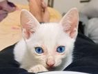 Blue Eye Cat