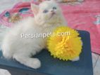 Blue Eye Female Persian Kitten